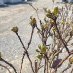 Škumpa vlasatá (Cotinus coggygria) ´ROYAL PURPLE´ - výška 100-120 cm, kont. C5L - NA KMIENKU